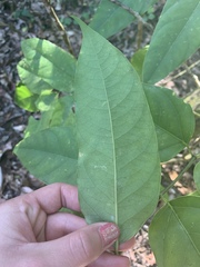 Polyscias australiana