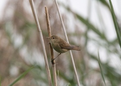 Acrocephalus scirpaceus