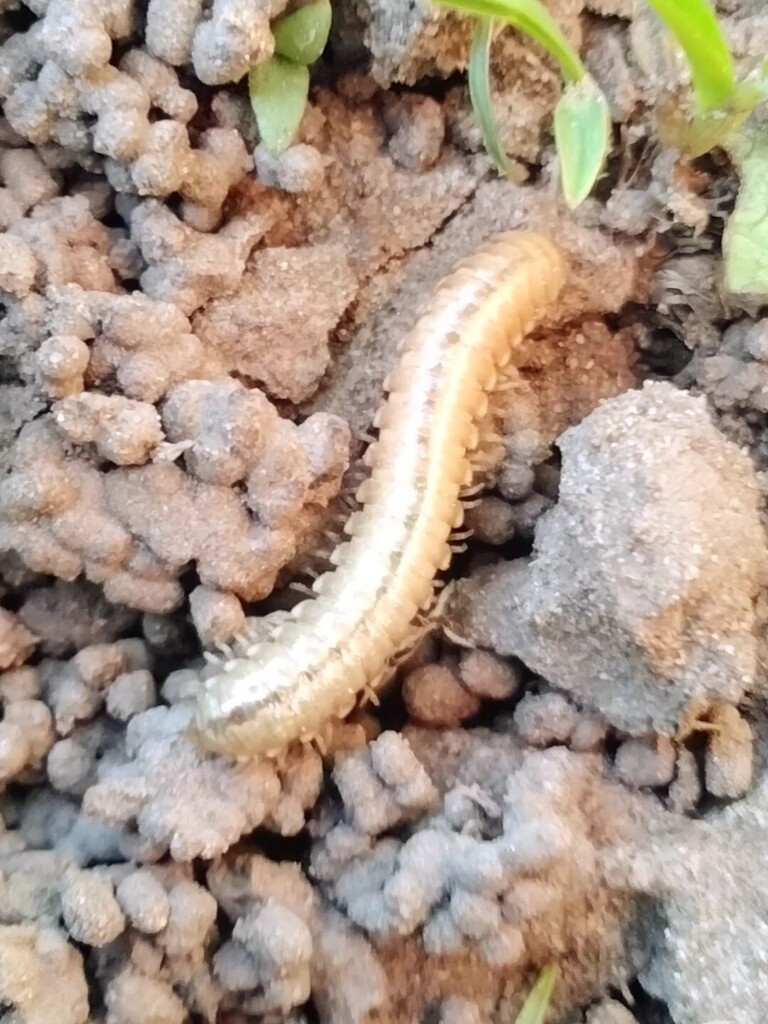 Ulodesmini