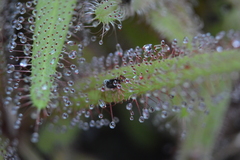 Drosera adelae