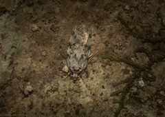 Barea nymphica