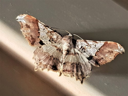 Semiothisa concisaria