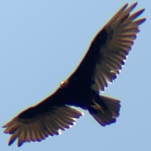 Turkey Vulture photographed in Kentucky