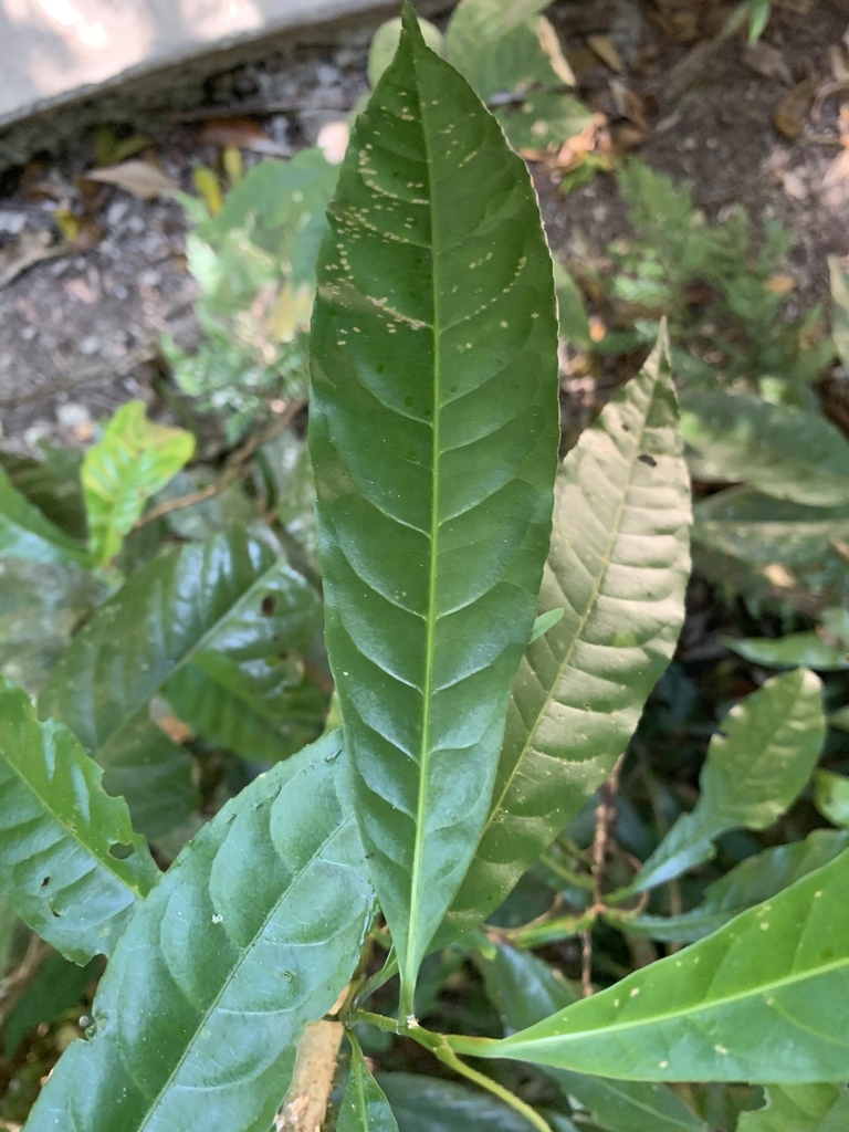 Hugonia jenkinsii