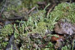 Cladonia decorticata
