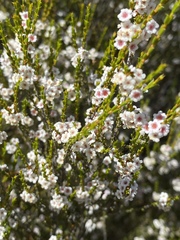 Thryptomene kochii