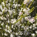 Thryptomene kochii - Photo (c) Loxley Fedec, some rights reserved (CC BY-NC), uploaded by Loxley Fedec