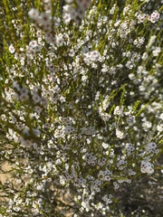 Thryptomene kochii
