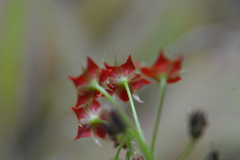 Drosera adelae