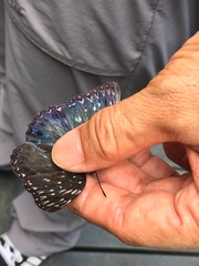 Dichorragia nesimachus formosanus