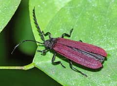 Macrolycus flabellatus