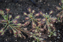Drosera adelae