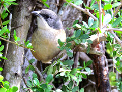Laniarius ferrugineus