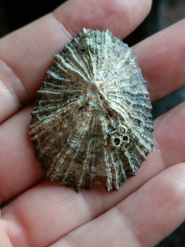 Patella ulyssiponensis