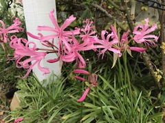Nerine bowdenii