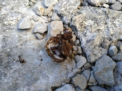 Calvatia lilacina
