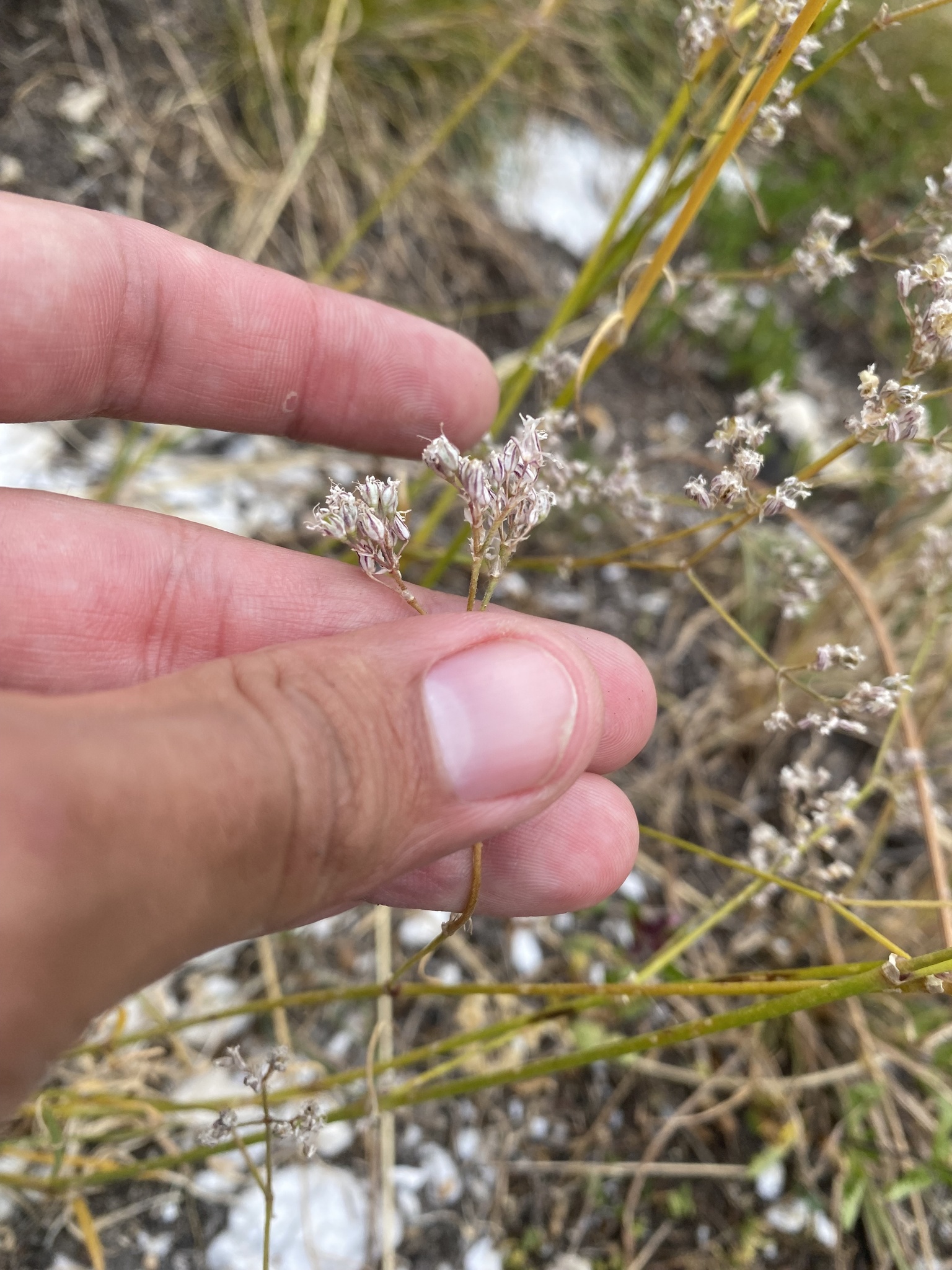 Sharp-Leaf Baby's-Breath (Gypsophila acutifolia)