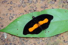 Catonephele acontius acontius