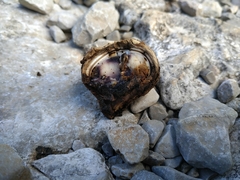 Calvatia lilacina