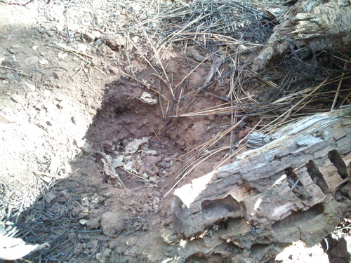 iNaturalist observation photo of Ground Yellowjackets