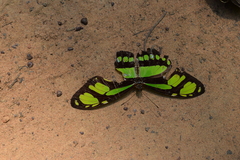Philaethria dido
