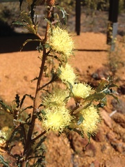 Banksia squarrosa