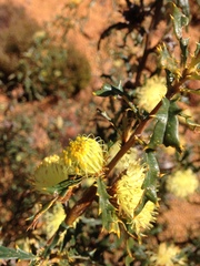Banksia squarrosa