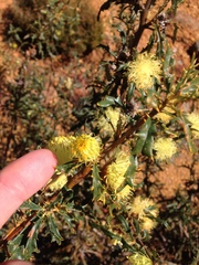 Banksia squarrosa
