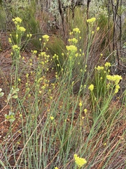 Glischrocaryon aureum