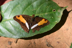 Adelpha cocala cocala