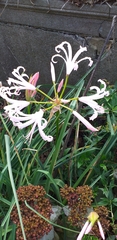 Nerine bowdenii