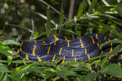 Boiga melanota