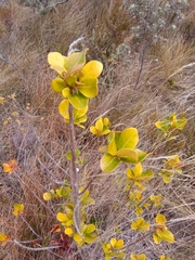 Uapaca densifolia