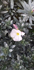 Convolvulus cneorum
