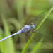 Slender Blue Skimmer - Photo (c) budak, some rights reserved (CC BY-NC)