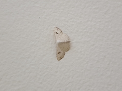 Somatina omicraria