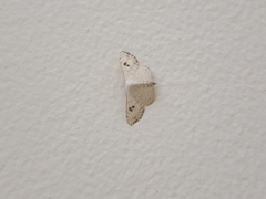 Somatina omicraria