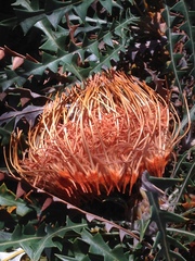 Banksia nobilis