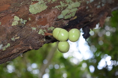 Iryanthera juruensis