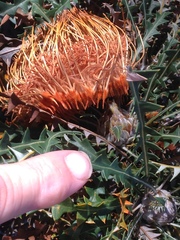 Banksia nobilis