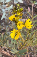 Senna pleurocarpa