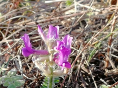 Oxytropis ambigua
