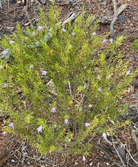 Eremophila ionantha