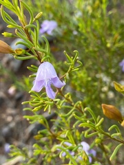 Eremophila ionantha
