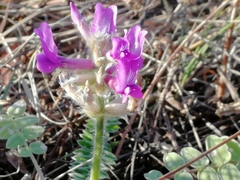 Oxytropis ambigua