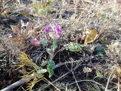 Oxytropis ambigua
