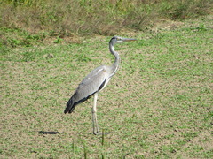 Ardea cinerea