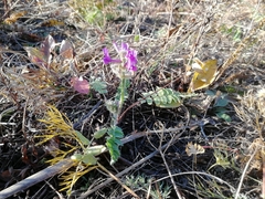 Oxytropis ambigua