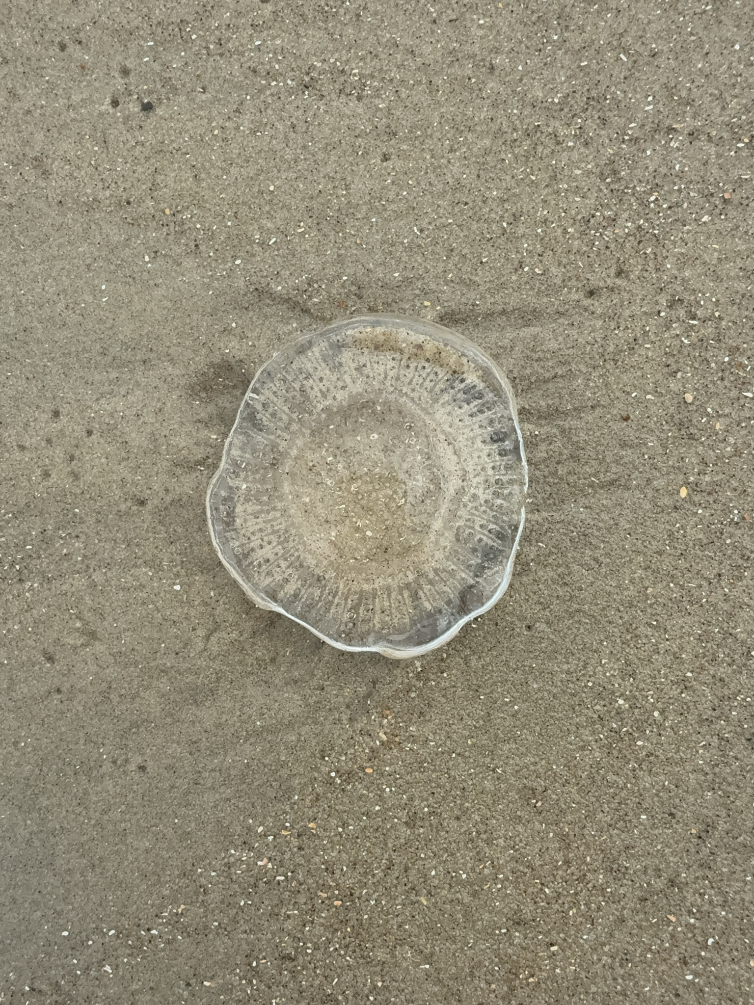 Rhacostoma atlanticum L.Agassiz, 1851