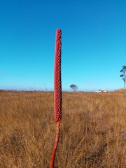 Aloe macroclada